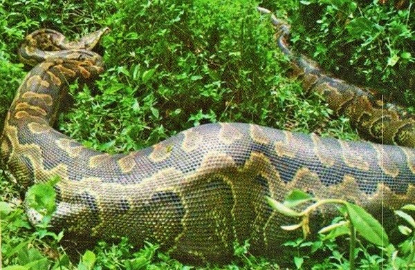Python at Rubondo Island Park Safari Tour